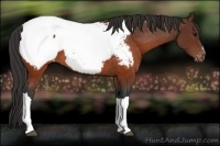 Horse Color:Brown Appaloosa