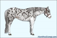 Horse Color:Liver Chestnut Sabino Appaloosa 