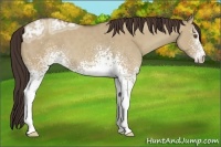 Horse Color:White Spotted Classic Champagne Ice Dun