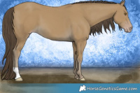 Horse Color:Classic Cream Champagne