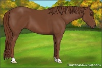 Horse Color:Chestnut 