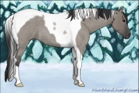 Horse Color:Grullo Roan Tobiano