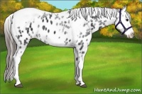 Horse Color:White Spotted Black Splash Tobiano Frame Appaloosa