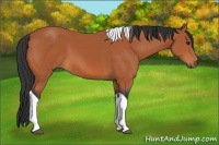 Horse Color:Bay Tobiano 