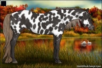 Horse Color:Liver Chestnut Appaloosa 