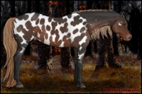 Horse Color:Liver Chestnut Appaloosa