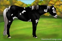 Horse Color:Liver Chestnut Ice Sabino Frame 
