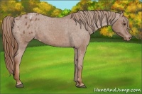 Horse Color:Chestnut Appaloosa 