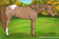 Horse Color:Chestnut Appaloosa 