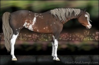 Horse Color:White Spotted Liver Chestnut Sabino 