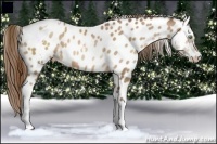 Horse Color:White Spotted Bay Pearl Tobiano Appaloosa Rabicano 