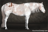 Horse Color:White Spotted Bay Appaloosa