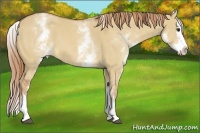 Horse Color:White Spotted Red Dun Splash