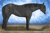 Horse Color:Black  Brindle