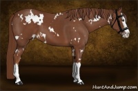 Horse Color:White Spotted Chestnut Splash