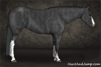 Horse Color:Black  Brindle