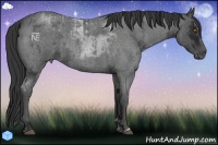 Horse Color:Blue Ice Roan  and Blue Ice Roan 