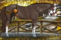 Horse Color:Liver Chestnut Sabino