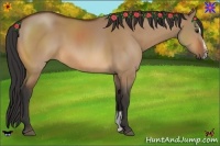 Horse Color:Bay Dun Sabino 