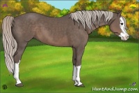 Horse Color:Silver Black Sabino Splash