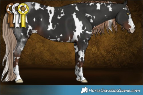 Horse Color:White Spotted Liver Chestnut 