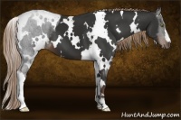 Horse Color:White Spotted Liver Chestnut 