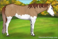 Horse Color:Red Dun Splash Brindle