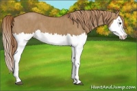 Horse Color:Red Dun Splash  Brindle