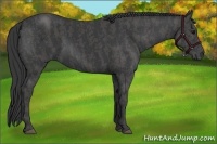 Horse Color:Black  Brindle