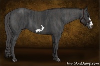 Horse Color:Black Frame  Brindle