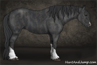 Horse Color:Black Brindle