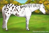 Horse Color:White Spotted Bay Ice Appaloosa