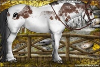 Horse Color:White Spotted Bay Tobiano