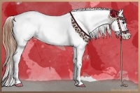 Horse Color:White Spotted Blue Roan Splash Frame Appaloosa 