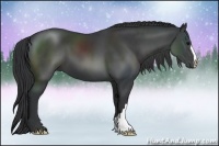 Horse Color:Black 