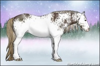 Horse Color:White Spotted Liver Chestnut Sabino Rabicano