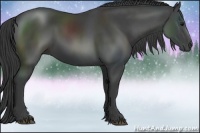 Horse Color:Smoky Black