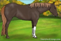 Horse Color:Liver Chestnut 
