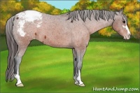 Horse Color:Brown Sabino Appaloosa 