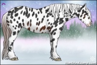 Horse Color:Brown Appaloosa