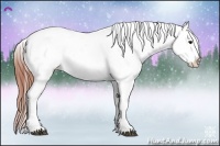 Horse Color:Brown Appaloosa