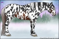 Horse Color:Brown Appaloosa 