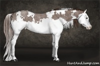 Horse Color:White Spotted Liver Red Roan Splash 