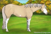 Horse Color:Silver Classic Champagne Dun Splash Frame 