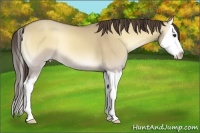 Horse Color:Classic Cream Champagne Onyx Sabino Splash 