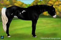 Horse Color:Bay Roan Splash Appaloosa 
