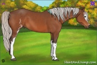Horse Color:White Spotted Silver Bay 