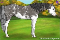 Horse Color:White Spotted Grullo Splash 