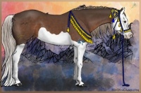 Horse Color:Liver Chestnut Splash 