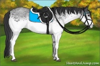 Horse Color:White Spotted Blue Roan